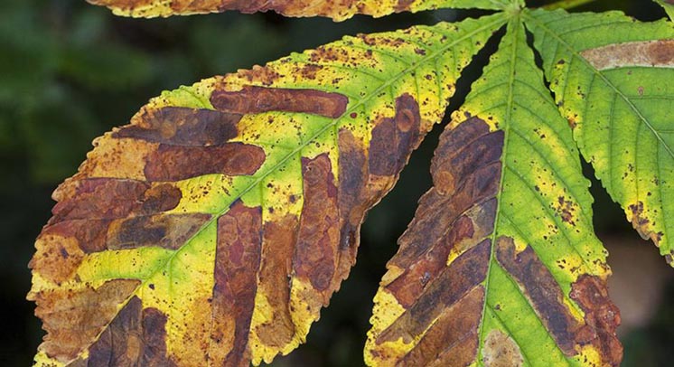 Доповідь IUCN: 60% дерев Європи можуть зникнути Доповідь IUCN: 60% дерев Європи можуть зникнути