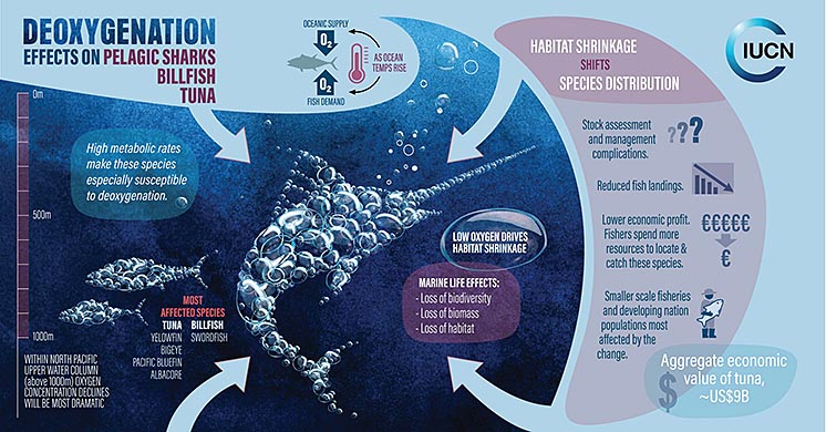 Доповідь IUCN: Світовий океан втрачає кисень з катастрофічною швидкістю